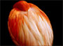 AlanMalz_icon