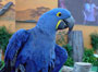 blueparrot_icon