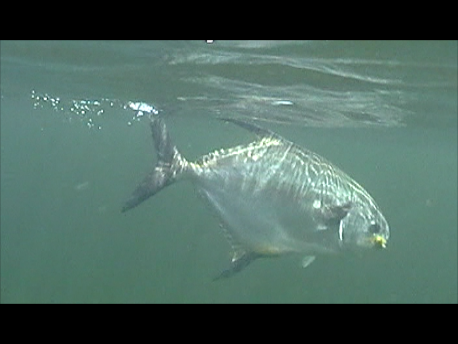 Snapshot 2 belize 2012 Permit