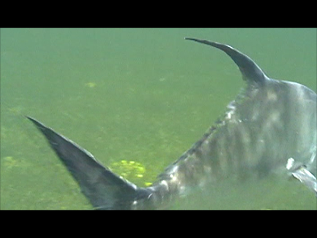 Snapshot 6 belize 2012 permit