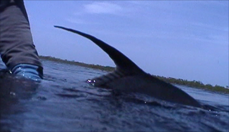 Snapshot 9 belize 2012 permit