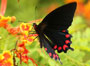 butterfly_icon