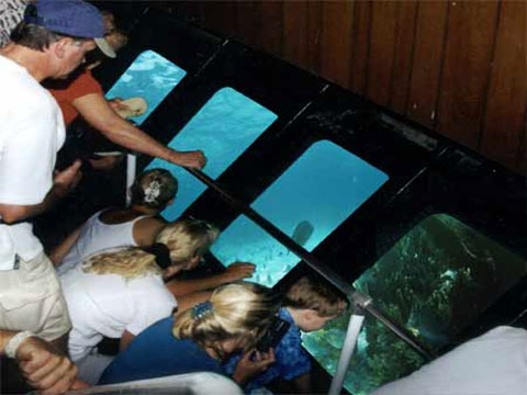 discoveryglassbottomboat_pic