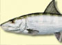 BonefishResort_icon