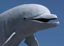 dolphinresearch_icon