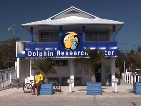 dolphinresearch_pic