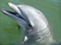 dolphinsplus_icon