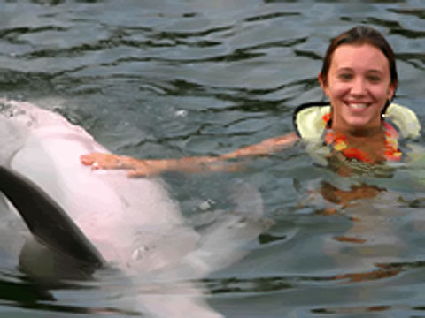 dolphinsplus_pic