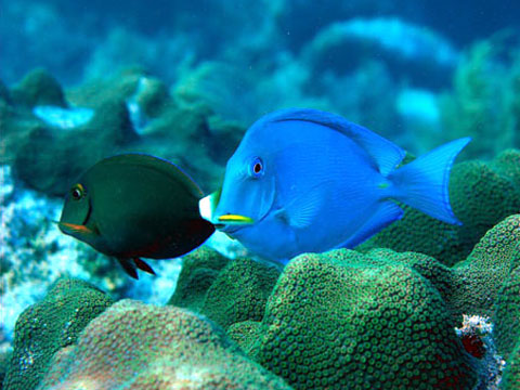 horizondivers_pic
