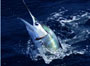 keylargocharters_icon