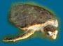 turtlehospital_icon