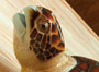 TurtleMuseum_icon