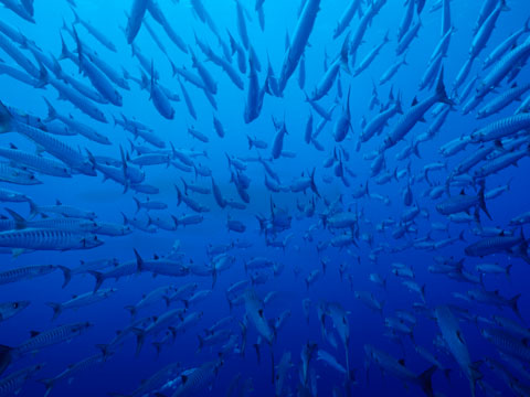 Florida Keys Diving