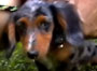 DoxieWalk_icon