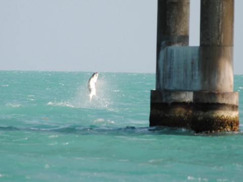 DSC_0050A1