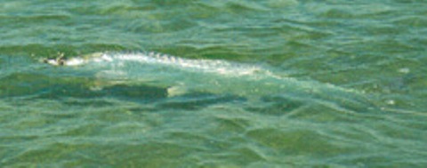 Tarpon are laid up on the flats!