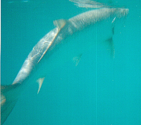 Underwater world of the Tarpon