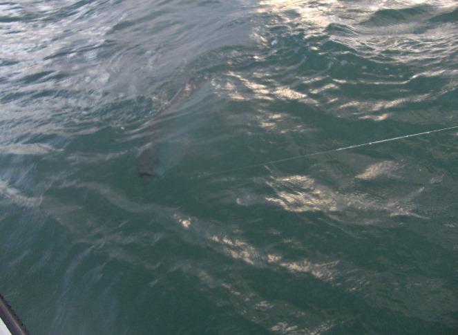 tarponbattleface