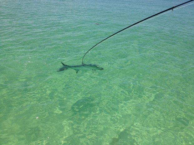 TarponChristian1